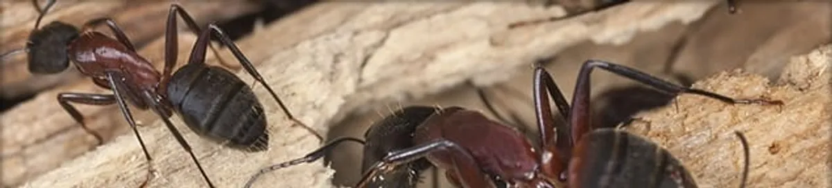 Close-up of ants on wood showing an active ant infestation in Henderson, NV