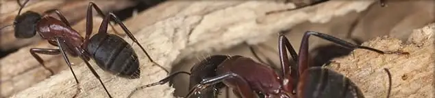 Close-up of ants on wood showing an active ant infestation in Henderson, NV