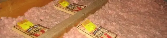 Mouse traps placed in an attic for rodent control in Henderson, NV