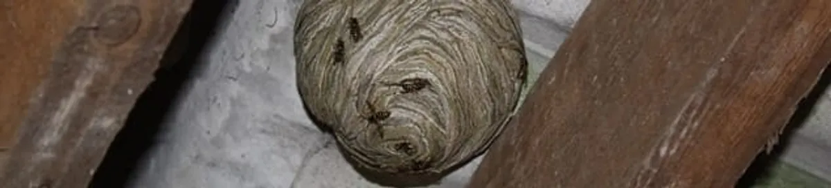 Wasp nest in an attic space, a common home infestation risk in Henderson, NV