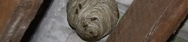 Wasp nest in an attic space, a common home infestation risk in Henderson, NV