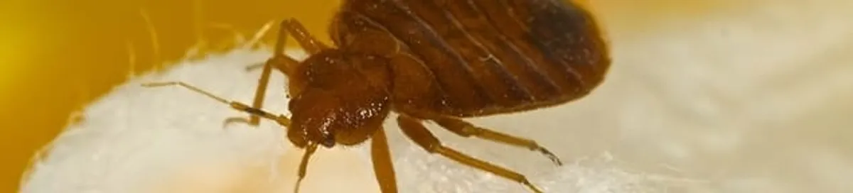 Close-up of a bed bug, a sign of an active infestation in Henderson, NV
