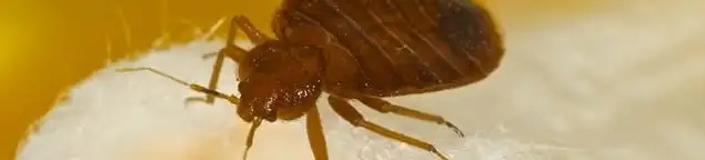 Close-up of a bed bug, a sign of an active infestation in Henderson, NV