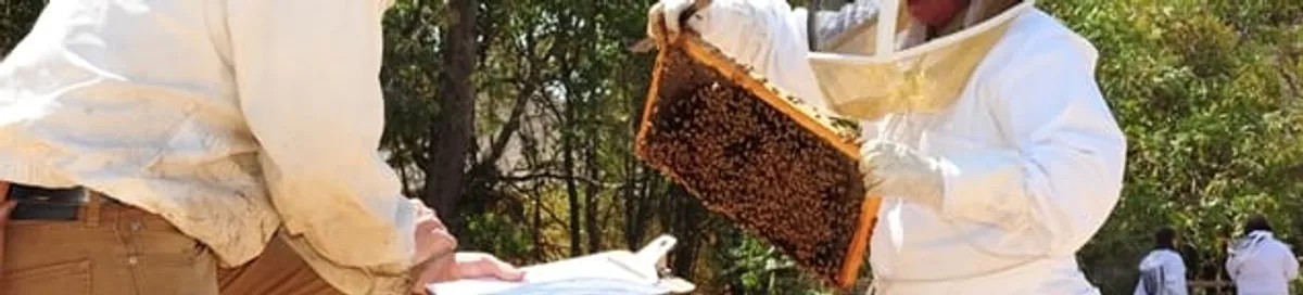 Bee removal specialists relocating a hive and honeycomb safely in Henderson, NV