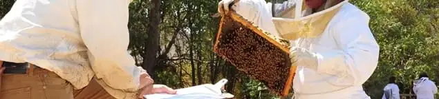Bee removal specialists relocating a hive and honeycomb safely in Henderson, NV