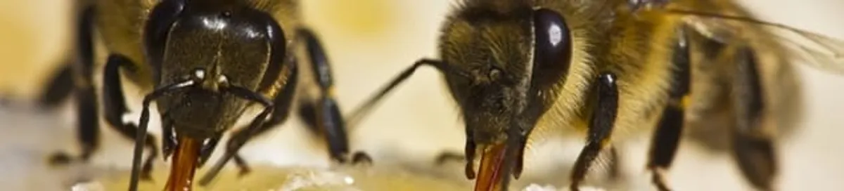 Close-up of honey bees, a sign of a nearby hive in Henderson, NV