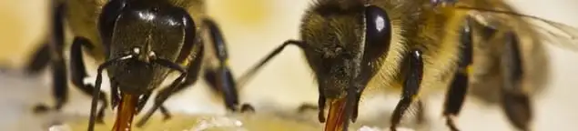 Close-up of honey bees, a sign of a nearby hive in Henderson, NV