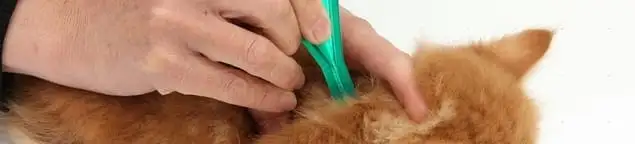 Flea treatment for pets using a flea comb, a sign of flea problems in Henderson, NV