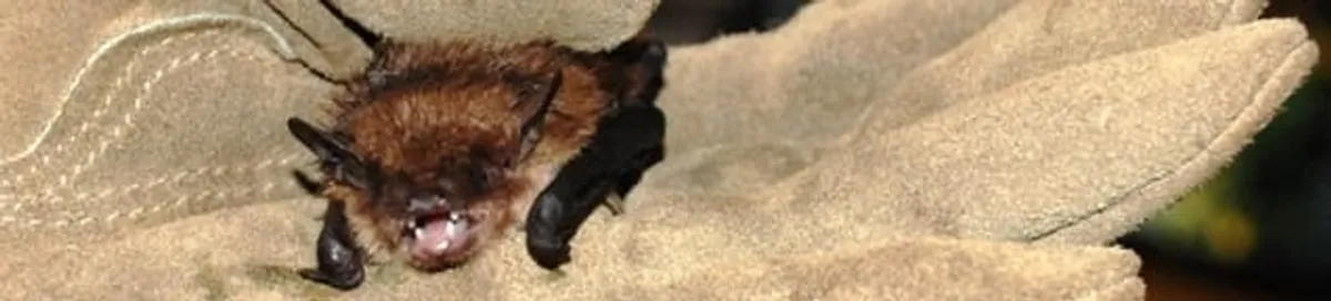 Bat removal specialist holding a bat safely during humane exclusion in Henderson, NV