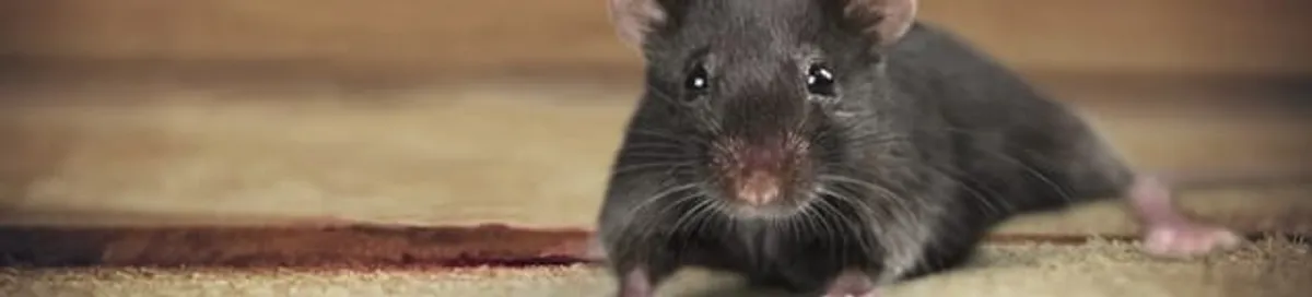 Mouse indoors, a common sign of a rodent infestation in Henderson, NV