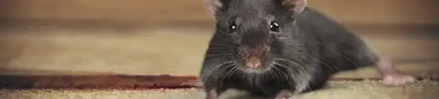 Mouse indoors, a common sign of a rodent infestation in Henderson, NV