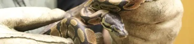 Snake removal specialist safely handling a snake with protective gloves in Henderson, NV