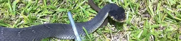 Snake in a yard, a common sign of a snake problem near a home in Henderson, NV