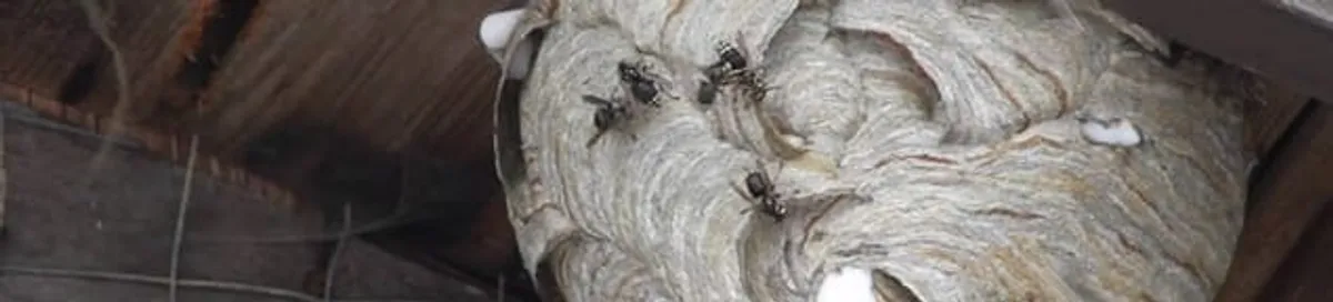 Close-up of a wasp nest with active wasps, a sign of an infestation in Henderson, NV