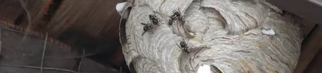 Close-up of a wasp nest with active wasps, a sign of an infestation in Henderson, NV